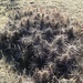 Matted Cholla - Photo (c) marinnaw, some rights reserved (CC BY-NC), uploaded by marinnaw