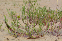 Corispermum marschallii