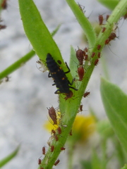 Harmonia axyridis