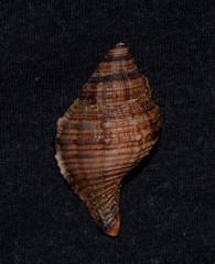Linatella caudata