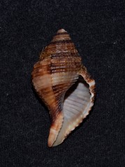 Linatella caudata