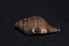 Linatella caudata