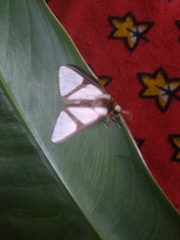 Turuptiana