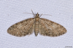 Eupithecia abbreviata
