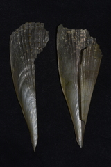 Pinna bicolor