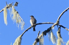 Arizelopsar femoralis