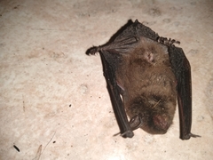Myotis nigricans