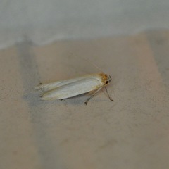 Calosima dianella