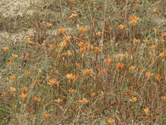 Tritonia deusta miniata