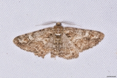 Cleora cinctaria
