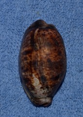 Lyncina lynx