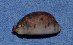 Lyncina lynx