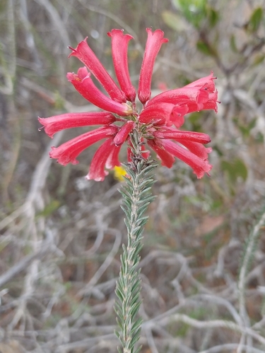 Limestone Heath (Erica regia)