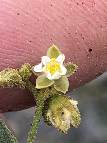 Palestem Lizardfoot (Limeum dinteri)