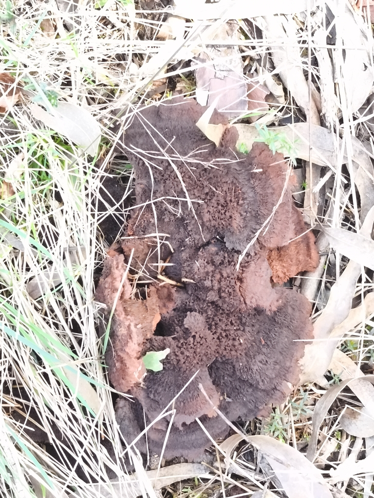 Phaeolus schweinitzii · March 2026 · photo: © jose_castro (iNaturalist, CC)