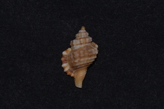 Monoplex exaratus