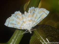 Oligernis