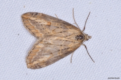 Chesias isabella