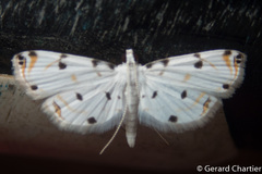 Pycnarmon