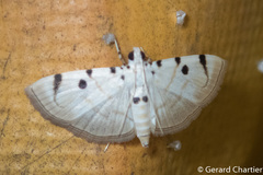Pycnarmon marginalis