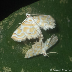 Oligernis