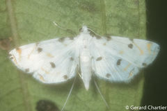 Pycnarmon