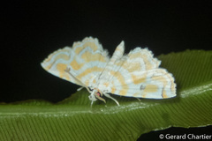 Oligernis