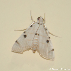 Pycnarmon marginalis