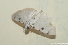 Pycnarmon marginalis