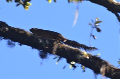 Heliosciurus undulatus