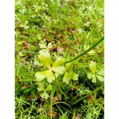 Ranunculus macropus