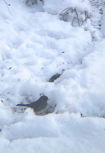 Dark-eyed Junco
