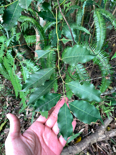 Formosan Sweetspire (Itea oldhamii)
