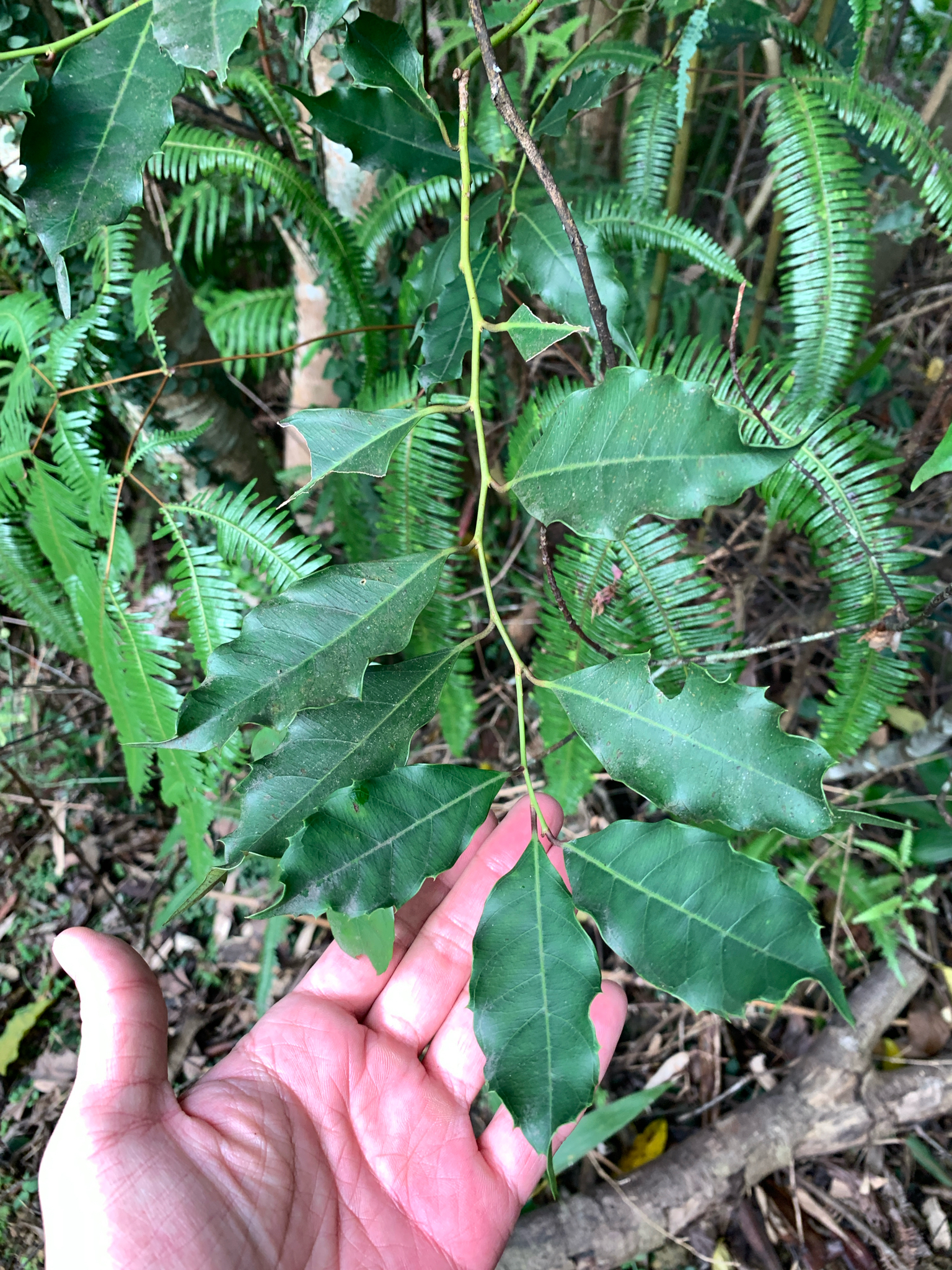 Formosan Sweetspire (Itea oldhamii)