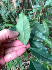 Itea oldhamii, photograph (c) 呂一起(Lyu yi-chi), some rights reserved (CC BY)