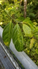 Gomphandra australiana