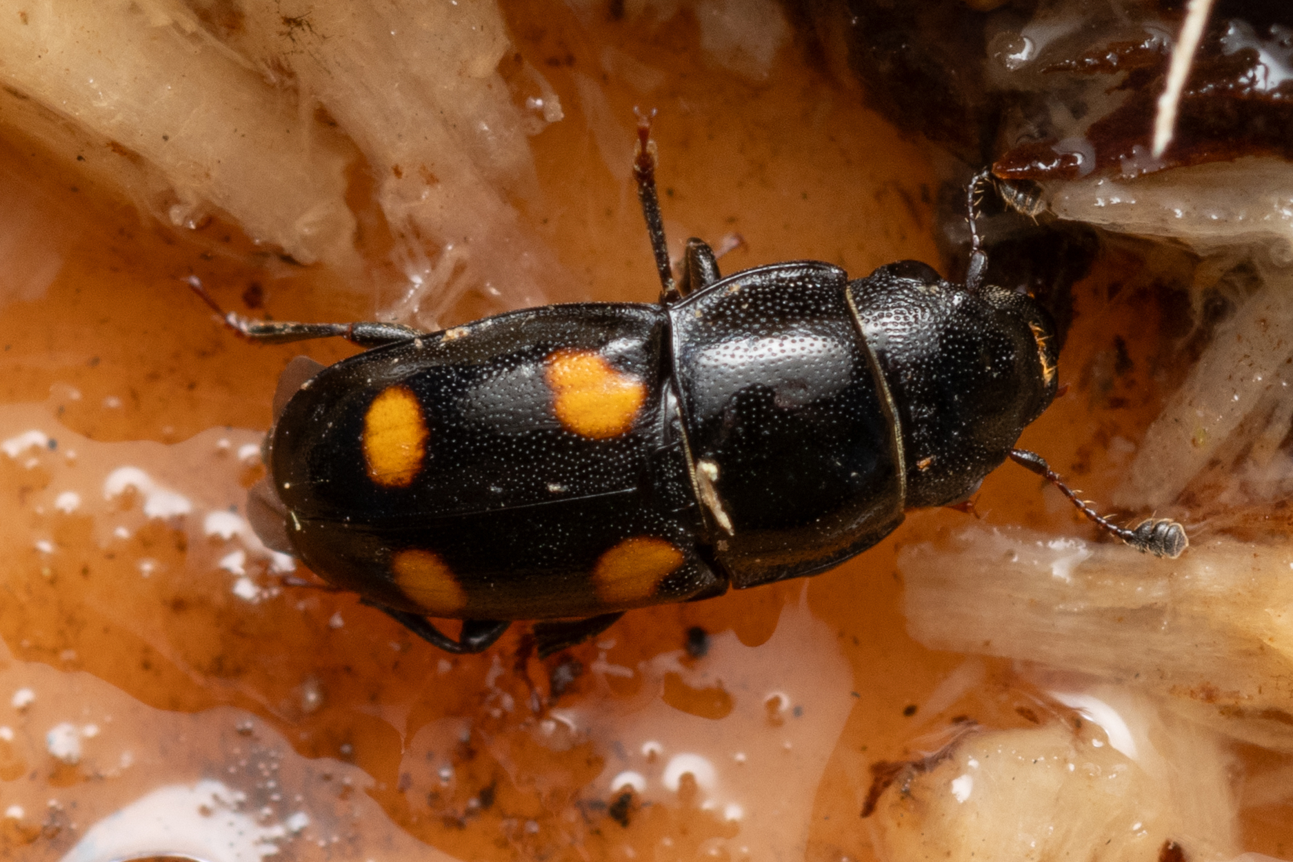 Glischrochilus hortensis