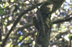 Chloropicus spodocephalus