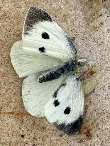 Large White