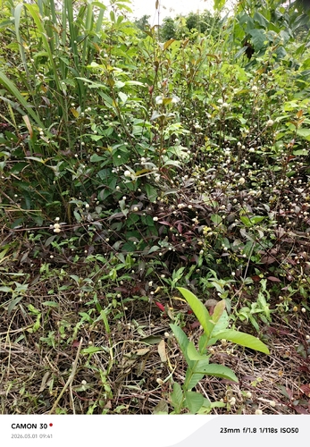 Ruby Leaf