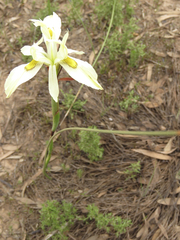 Moraea angusta
