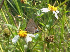 Electrostrymon angelia