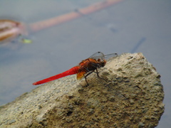 Orthetrum testaceum