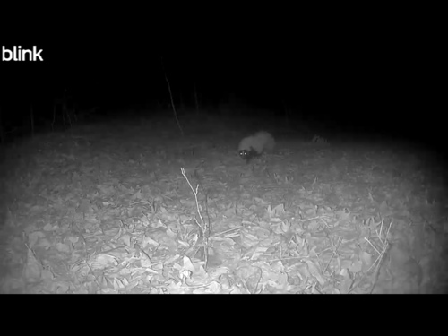 Striped Skunk observed by robv001