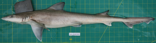 Mustelus mosis observed 2020-02-20