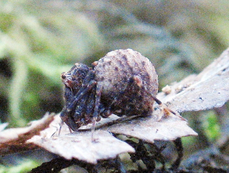 Central Highlands Assassin Spider