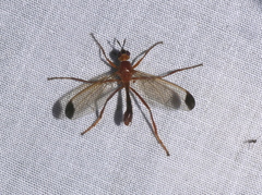 Leptopyrgota