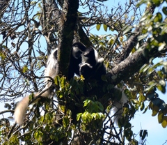 Colobus caudatus