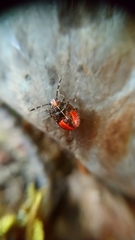 Sinopla perpunctatus