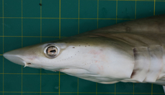Chaenogaleus macrostoma